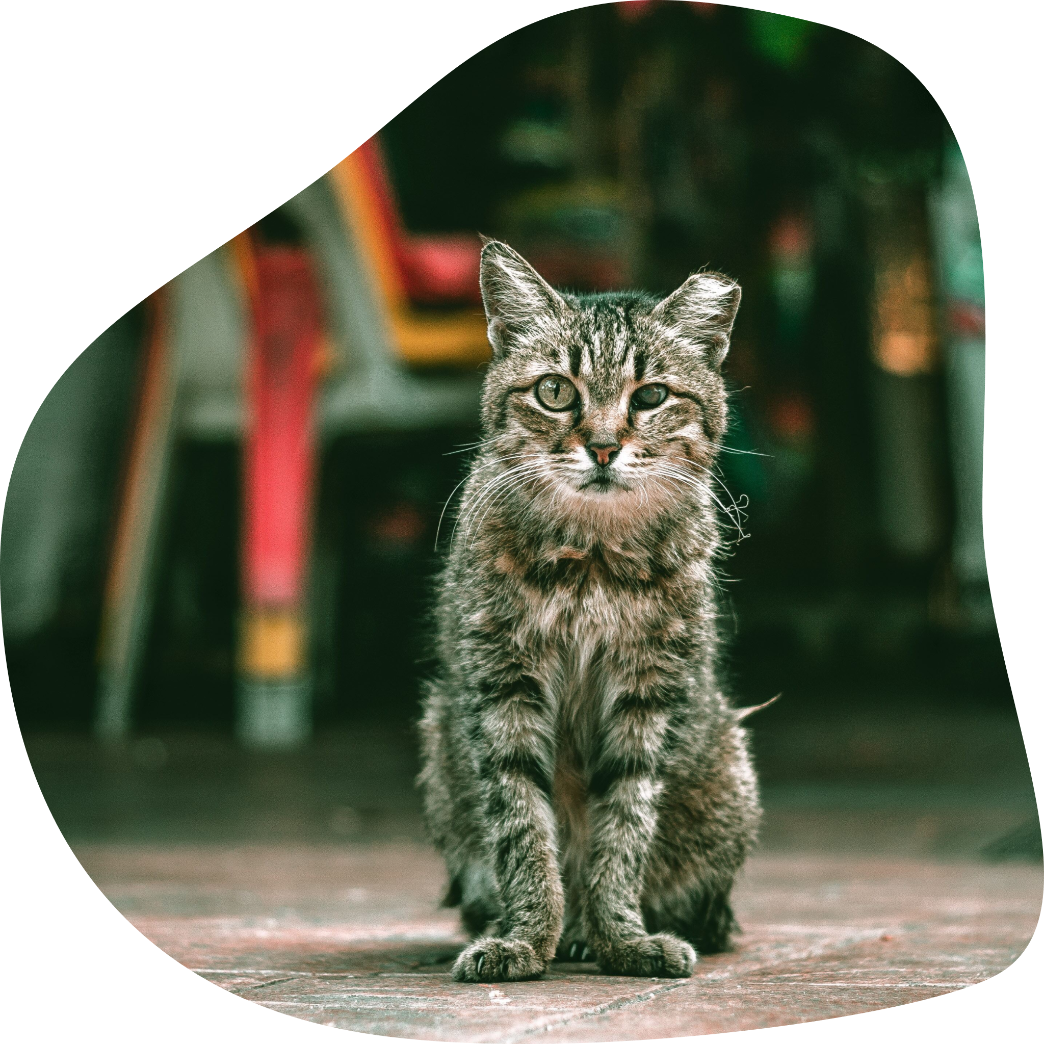 Chat errants dans une rue.