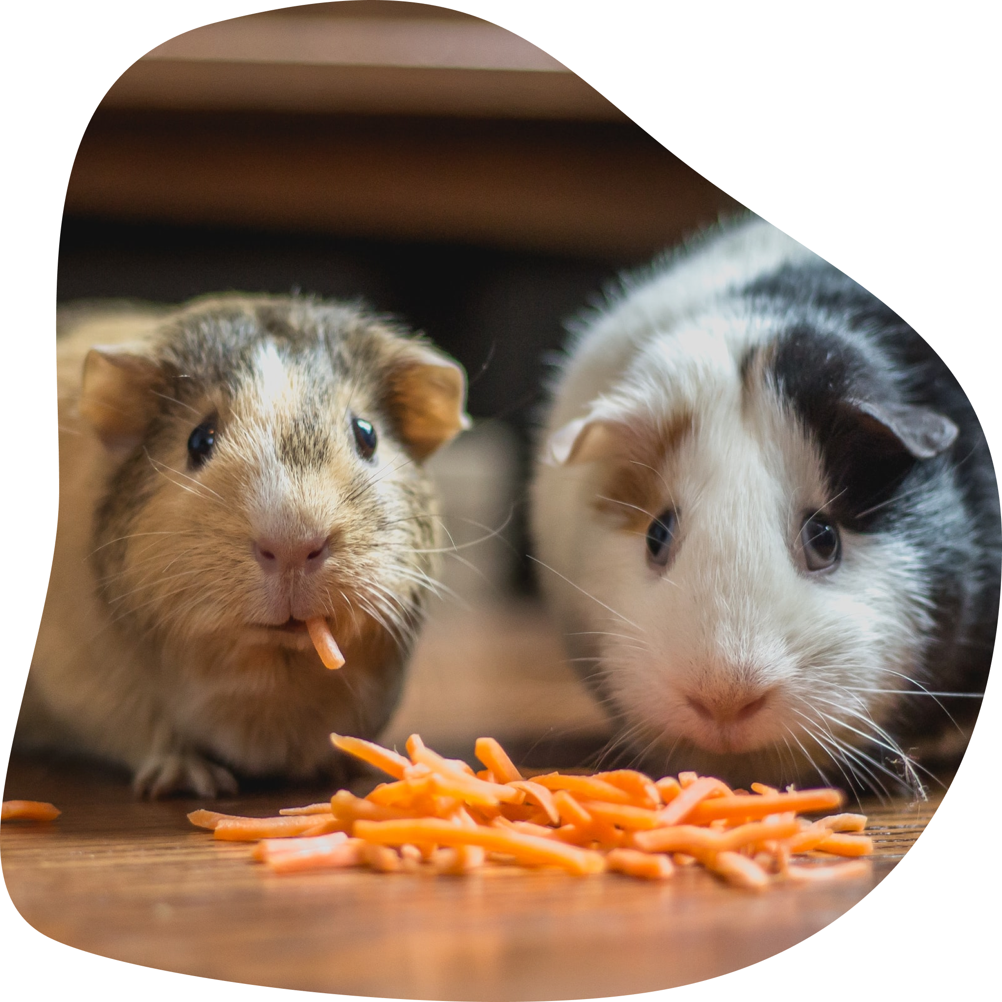 Deux cochons d’indes mangeant de la carotte.